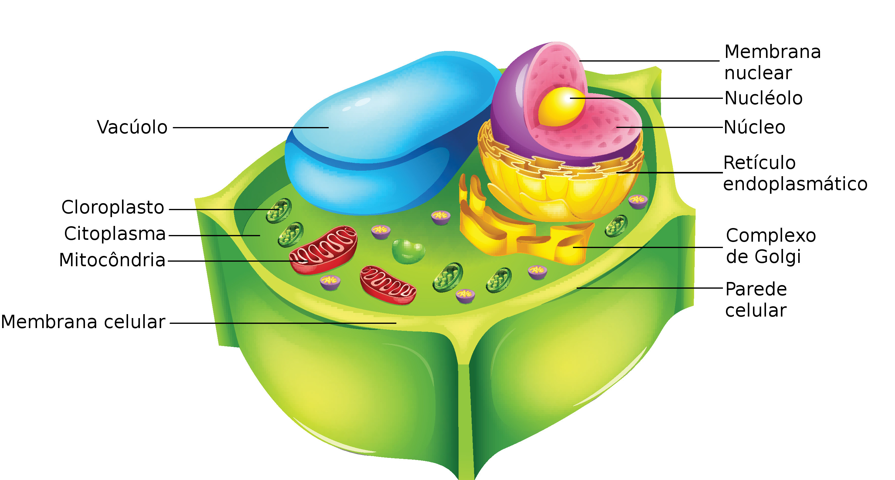 Dibujo De Una Celula Eucariota Vegetal Y Sus Partes Ayayhome Images And Photos Finder
